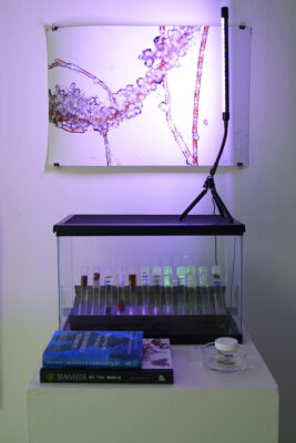 An aquarium filled with vials of algae, a small stack of books, and a jarred algae specimen set on a pedestal sit beneath a photograph of algae.