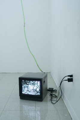 A clear plastic tube filled with green algae descending from the ceiling, attached to the back of an old television set showing a microscopic image of algae.