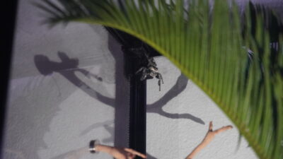 A close-up view of a gray female jumping spider, perched in the corner of a glass terrarium, with a large palm leaf in the foreground.