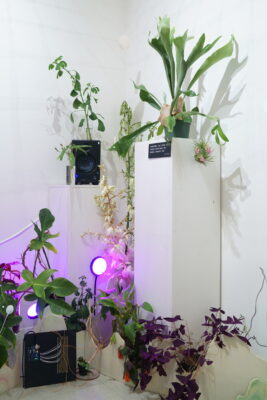A collection of plants arranged throughout a small white space, illuminated by multiple fuchsia grow lights, surrounding a block of text which reads, “Everything you touch, you change. everything you change, changes you”.