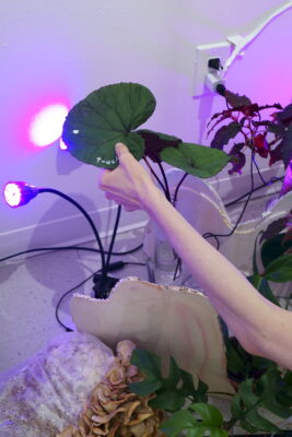 A person from out of frame, squeezing the leaf of a plant which is labeled “touch me”, and is attached to biosensors.