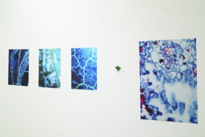 Four photographic prints of leaves, cellular structures, and yellow slime mold cultures.