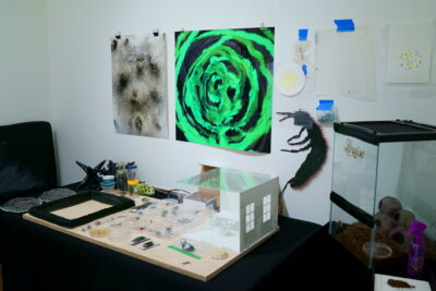 Installation shot featuring two photographs of biological materials hung on a wall, a table top full of specimens, a miniature bedroom set, and a glass habitat containing a live tarantula.