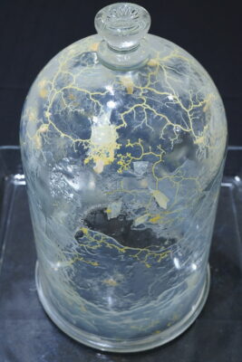 Close-up shot of yellow slime mold growing across the interior surface of a glass bell jar.