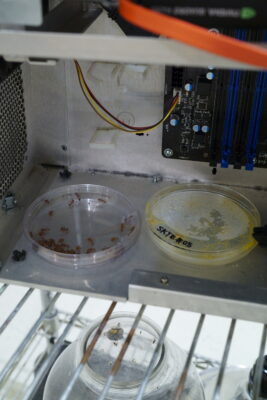 Two plastic petri dishes sit side-by-side inside of a broken computer, one dish contains a group of live ants, the other contains a live yellow slime mold culture.