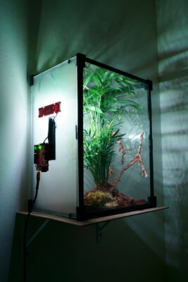 A glass terrarium mounted against a white wall in a dark space, with one single bright light illuminating the inside.