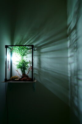 A glass terrarium mounted against a white wall in a dark space, with one single bright light illuminating the inside.