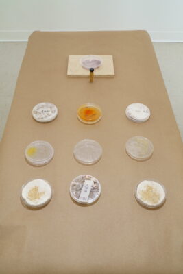 An array of petri dishes containing multicolored bioplastics sit on a brown tabletop.