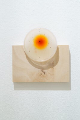 A petri dish containing bioplastic dyed orange, hanging against a wall in a wooden mount.
