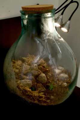 Two grow lights positioned over a large, pear-shaped glass terrarium filled with moss and plant life.