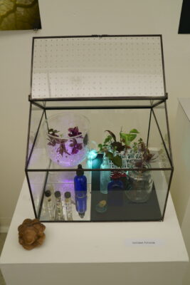 An arrangement of botanical specimens inside of a glass terrarium atop a pedestal and beside a label which reads “curiosis futurum”.