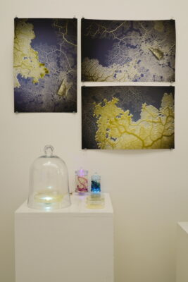 A group of slime mold cultures and preserved specimens sit on a pedestal, below three printed images of yellow slime mold.
