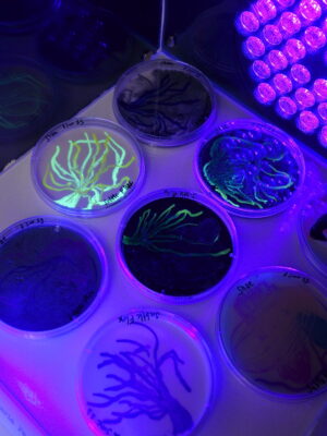 A group of bioluminescent bacteria paintings within a glass case, illuminated by a black light.