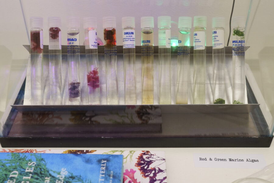 A row of algae specimens in glass vials.