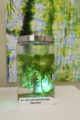 A glass jar filled with aquatic plants labeled “Plant-Anacharis Bunch (Egeria densa)”, with a photograph of microscopic algae in the background.