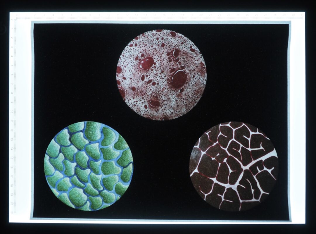 The Lightbox has 3 of the microscope paintings i've done; The Green Sea, Blood, and Leaf Meat. It is a print out of them placed on a lightbox.