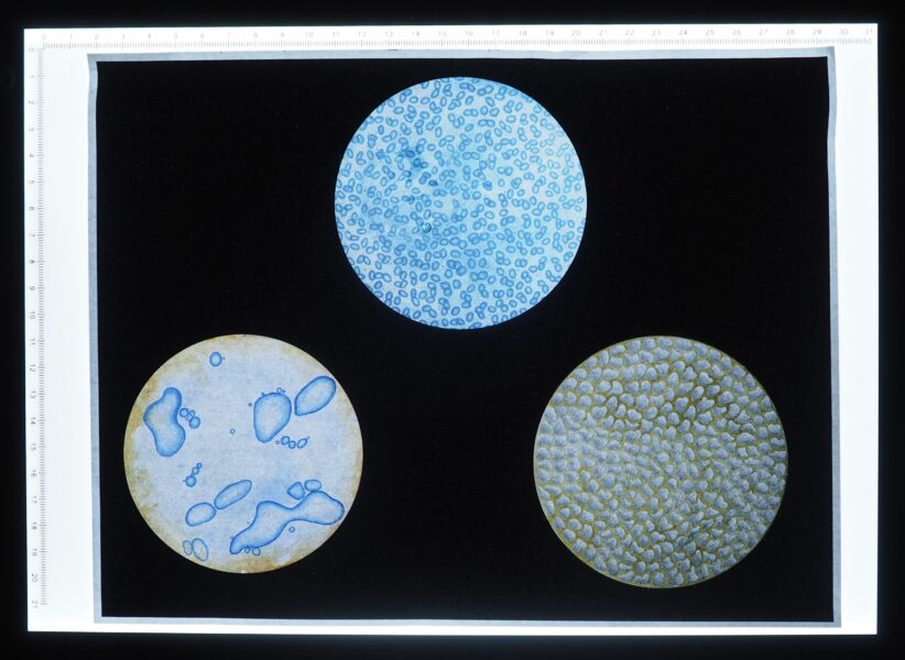 The Lightbox has 3 of the microscope paintings i've done; Stagnant Water, Blue Duplicate, and White Flower. It is a print out of them placed on a lightbox.