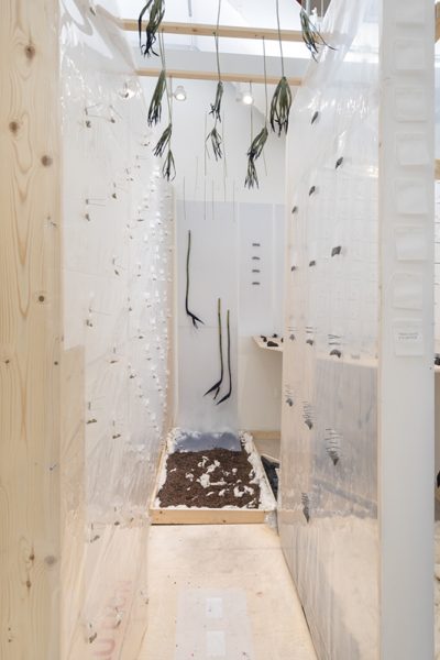Installation view of artwork by Francesse Dolbrice. Fabricated wooden structure, soil placed on the floor and wooden structure, stalks of plants hanging on the wall and clear sheets of plastic with object attached.