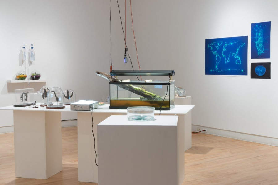 Installation view of prints of world's map on the wall, an aquarium with some water and a piece of wood partially sink in water with musk on it, and other small plants inside rounded-shaped recipients