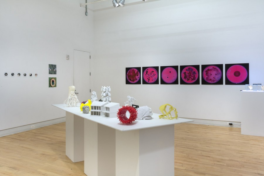 Installation view of organically shaped sculptures on the white table, bacteria prints in red hung on the wall, and other prints