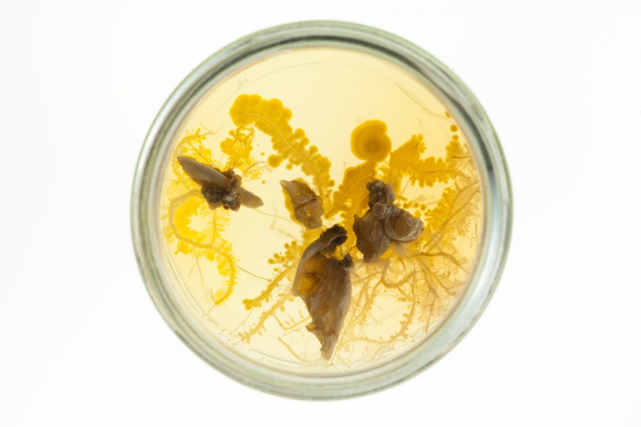 Overtop view of a petri dish with a yellow slime mold growing on agar