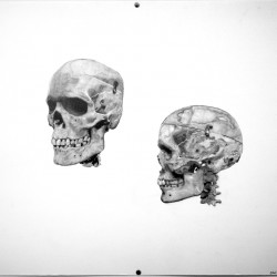A painting representing a skull in two positions, one slightly at an angle view, and the other side view with the eyes, nose, and mouth on the left side and the back-head on the right side