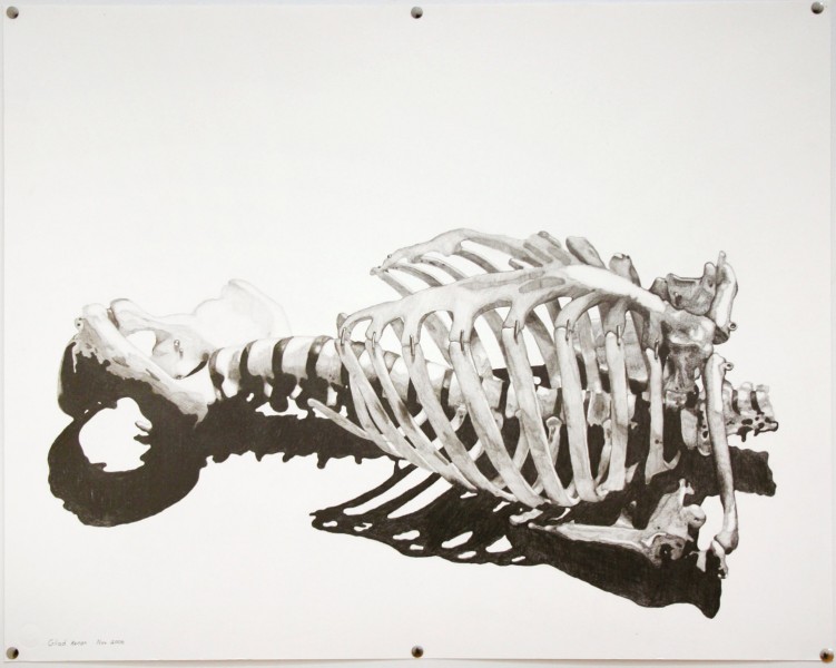 A painting representing the rib cage, the spine, and the pelvic bone