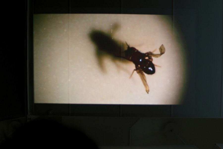 An image projection on the wall represents an insect with light coming from the bottom right side and casting a shadow of the bug on its top-left side