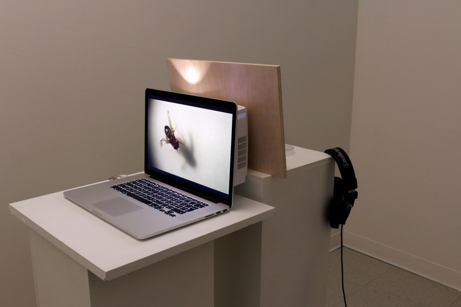 Installation of a MacBook on a table with an image of an insect on the screen, a projector at the back of the screen of the MAc, and another stand with a pair of earphone