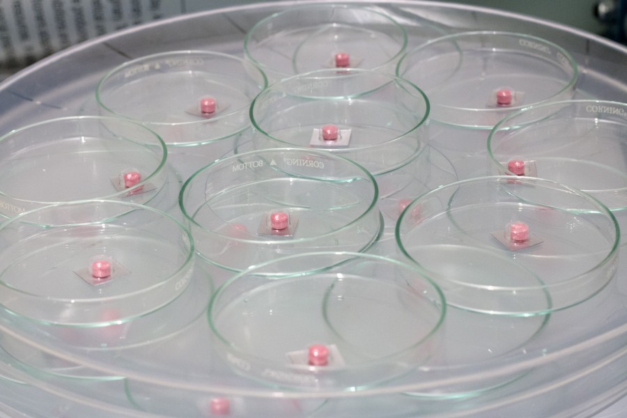 A view of  10 rounded lab recipients and each of them containing one pink pearl.