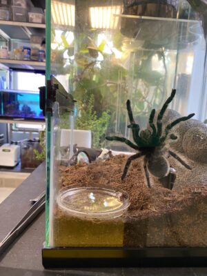 A live tarantula climbing up the glass wall of her habitat, which sits on a shelf surrounded by aquariums and plant life.