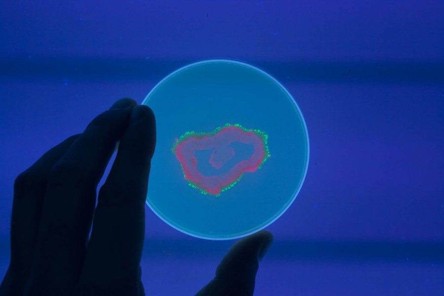 A hand holds a petri dish with florescent bacteria of green and red color.