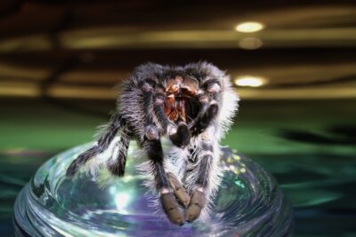 Close-up view of a tarantula molt against an iridescent background.
