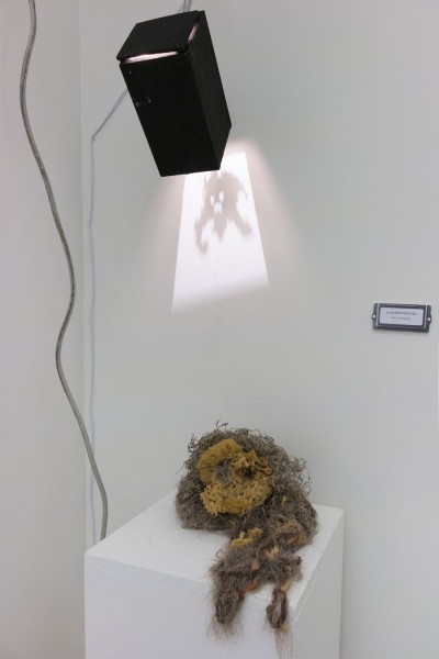 Installation view of sculpture made of organic grown materials on a white stand and above it is a light projecting an image of a shape with two circles as for the eyes and a wider white portion as a mouth