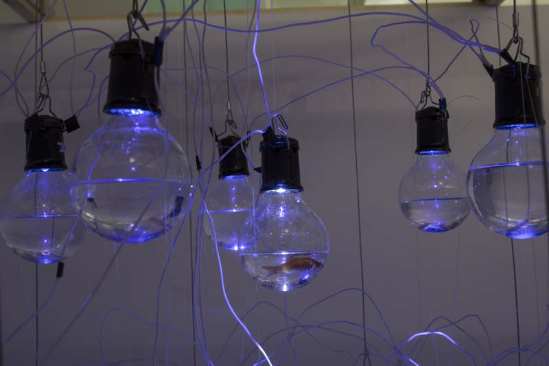 Close view of small lightbulb-shaped aquariums with small blue LEDs and goldfishes in them