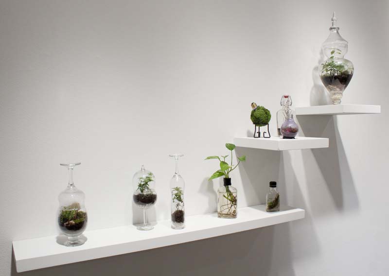 A series of shelves on a wall with small terrariums made inside glasses, bottles, and a plant with the roots in water in a small bottle