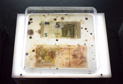 Square petri dish with a 5 Euro bill on the top and a 10 Euro bill on the bottom of the dish, with black specks spread across the petri dish