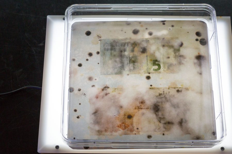 Square petri dish with two bills of money that is blurry with black specks spread across the petri dish