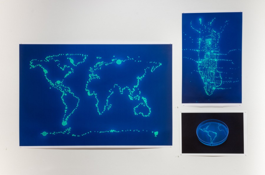 Three prints of maps painted with florescent bacteria, which looks like a glowing blue contour of the continents on a dark blue background.