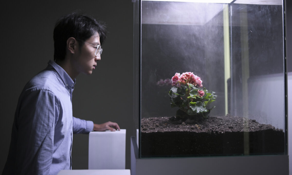 A bespectacled man looks at pink flowers planted in soil within a glass cube. A cloud of mist hangs in the air over the flowers.