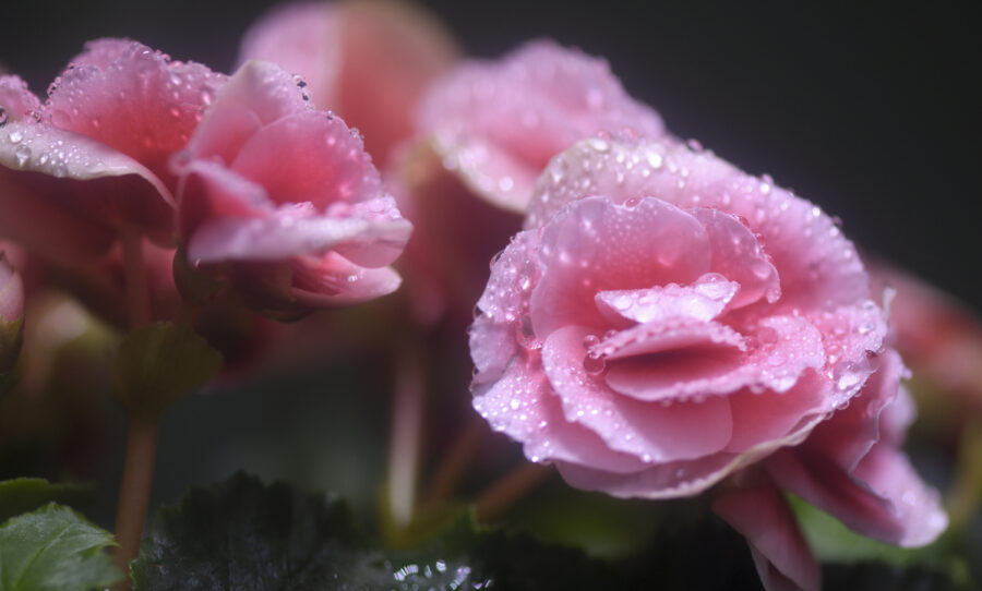 A close-up macro photograph of dew covered pink flower blossoms.