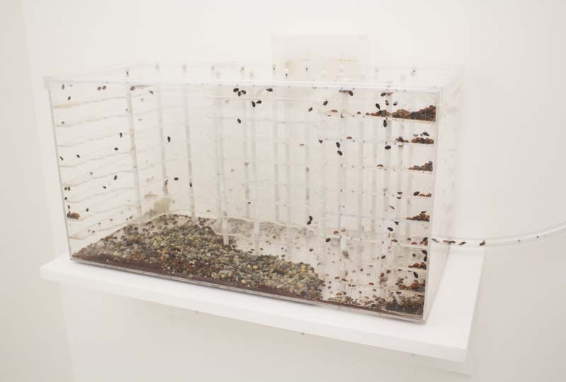an aquarium with small stones on the bottom and a colony of bugs with small compartments built inside the transparent recipient