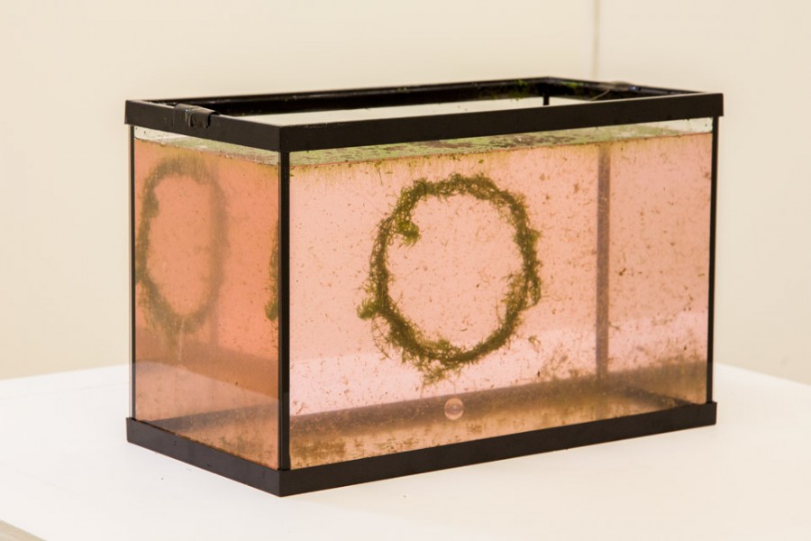 An aquarium filled with water and green organic material mounted on a circle frame in whiter