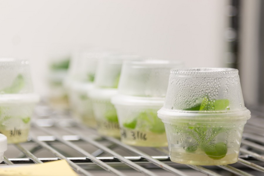 Close view of plastic recipients with condensation inside them, holding green organic plants in them.