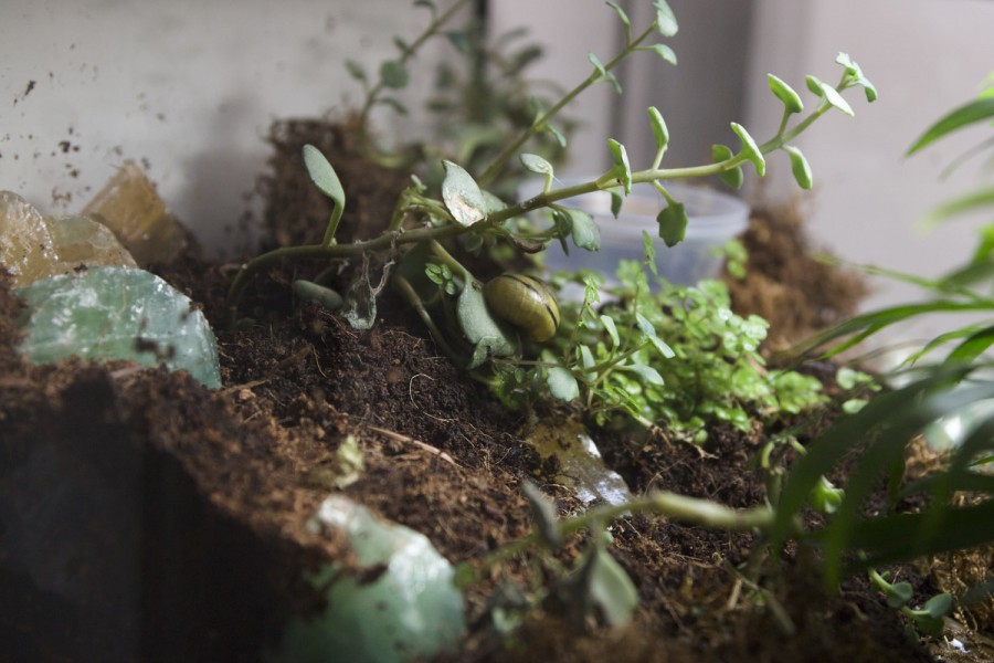 Close view of green plants growing in the dirt in a closed transparent recipient