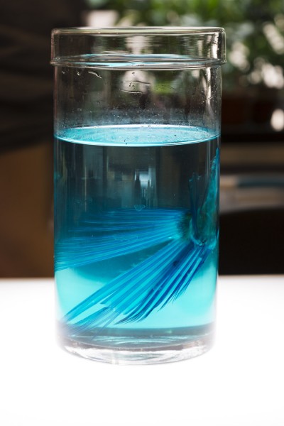 Close up of jar with blue liquid and fish fins.