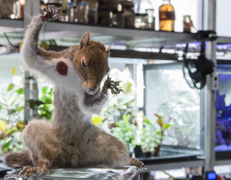 A close view of a stuffed squirrel placed on a glass stand and. It is placed in the lab Bio Lab and in the background is a shelf with plants and substances.