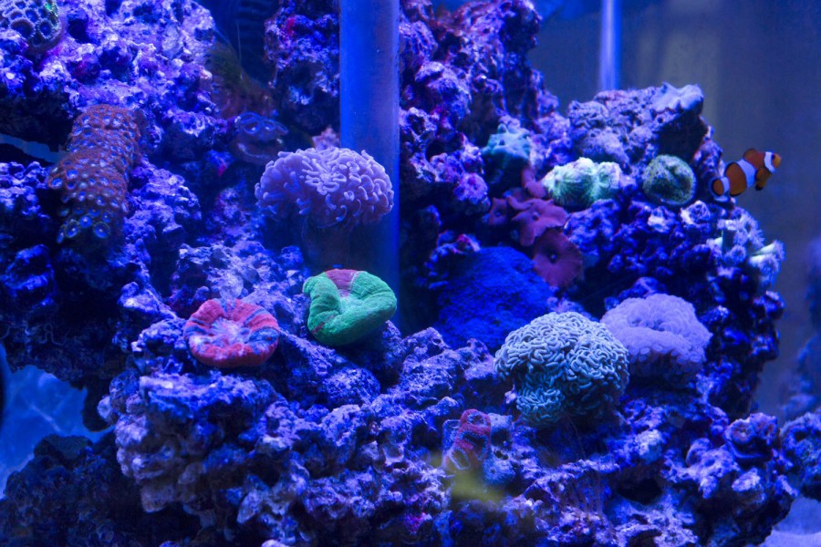 Close view of salt water reef aquarium housing various soft corals and clown fish. The tank is illuminated by ultraviolet light, which makes visible the bioluminescent qualities or the organisms