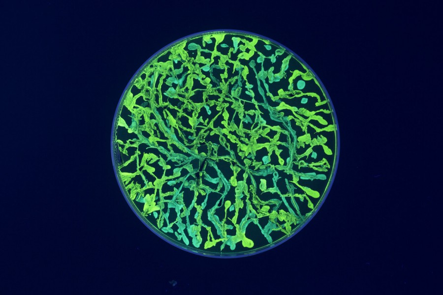 Neon geen organic material spread on a rounded lab container on a dark background