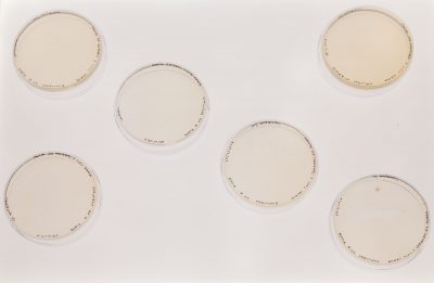 6 petri dishes with small black writing on the edges of each of the petri dishes